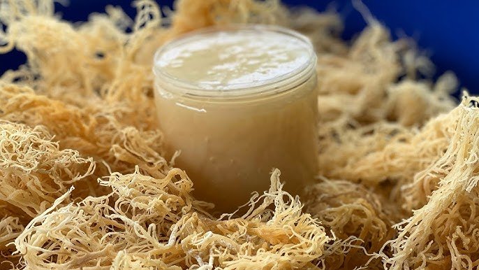 Sea Moss Gel Nước Rong Biển Lên Men Thải Độc Đẹp Da