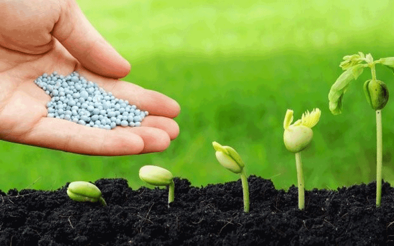 Cách bón phân cho cây trồng đạt hiệu quả nhất