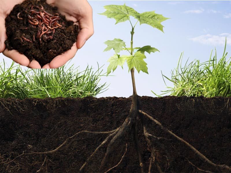 Cách bón phân hợp lý cho cây trồng để sinh trưởng tốt nhất