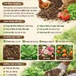 Phân Gà Hữu Cơ Là Gì? Giải Pháp Bón Phân Tự Nhiên