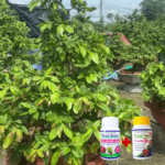 Ami Green Cho Mai Vàng – Giải Pháp Dưỡng Rễ, Phục Hồi Cây Và Nuôi Tán Khỏe