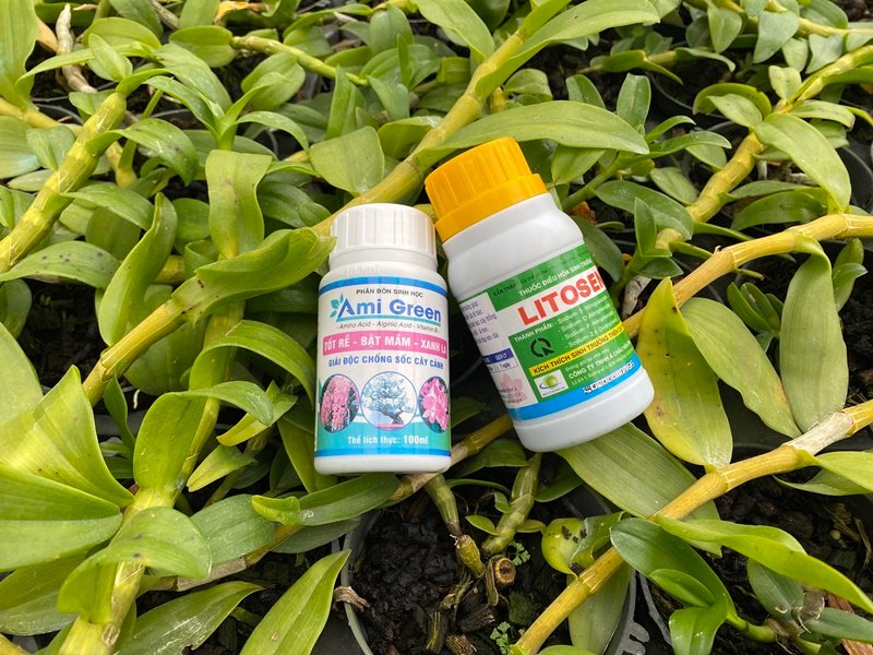 Ami Green Cho Lan – Phân Bón Kích Rễ, Dưỡng Lá Và Phục Hồi Lan Suy Hiệu Quả