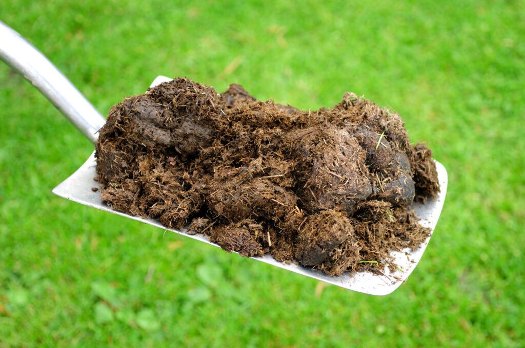 phân bón cây cảnh phân hữu cơ cho cây cảnh