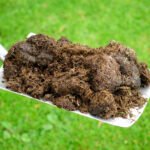 phân bón cây cảnh phân hữu cơ cho cây cảnh