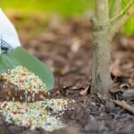 Cách Bón Phân Cho Mai Vàng Giúp Cây Khỏe, Hoa Nhiều, Nở Đúng Tết