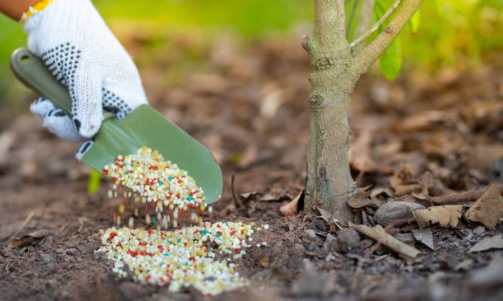 Cách Bón Phân Cho Mai Vàng Giúp Cây Khỏe, Hoa Nhiều, Nở Đúng Tết