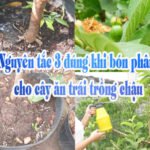 Bón Phân Cho Cây Ăn Trái: Cách Bón Đúng Giúp Cây Sai Trái, Năng Suất Cao