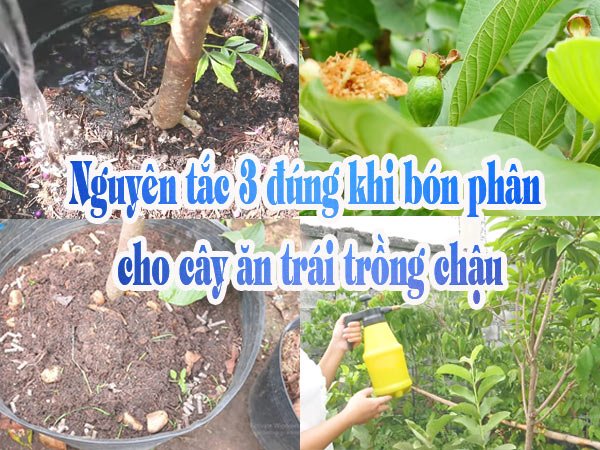 Bón Phân Cho Cây Ăn Trái: Cách Bón Đúng Giúp Cây Sai Trái, Năng Suất Cao