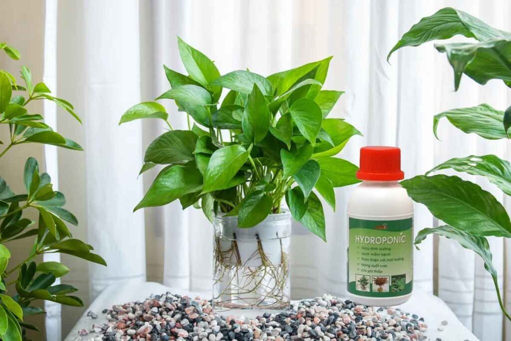 Phân Bón Thủy Sinh Là Gì? Cách Dùng Đúng Giúp Cây Thủy Sinh Xanh Mướt, Không Rêu Hại