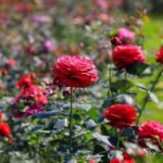 Phân Bón Cho Hoa Hồng – Bí Quyết Giúp Hoa Nở To, Màu Đậm, Sai Bông Quanh Năm phân kích hoa hồng