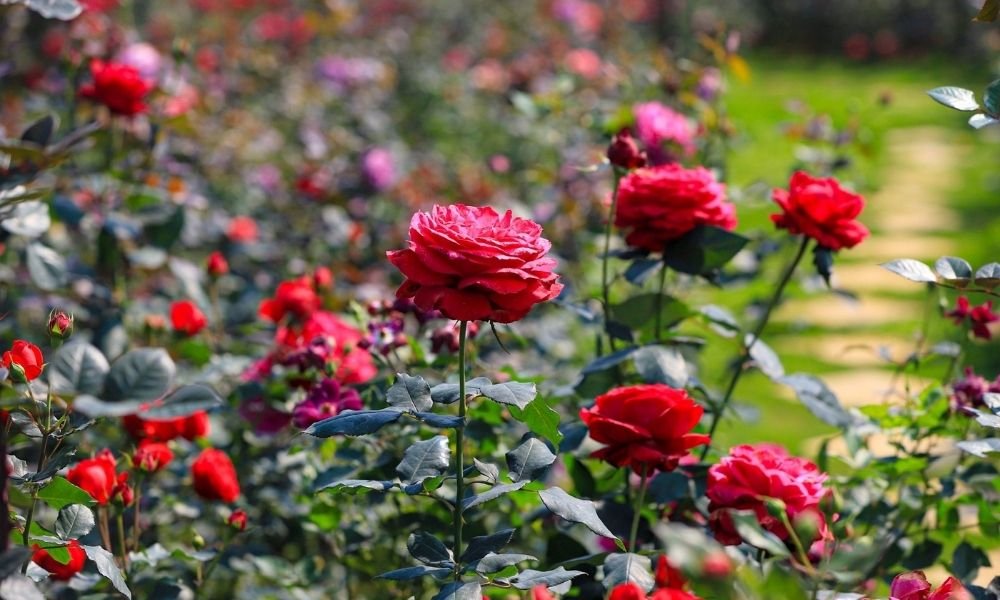 Phân Bón Cho Hoa Hồng – Bí Quyết Giúp Hoa Nở To, Màu Đậm, Sai Bông Quanh Năm phân kích hoa hồng