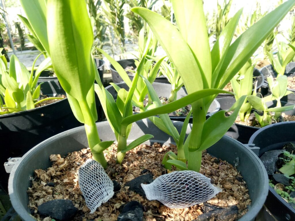 Phân Tan Chậm Cho Lan – Giải Pháp Nuôi Lan Khỏe, Ra Hoa Bền Và Đúng Chu Kỳ