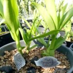 Phân Tan Chậm Cho Lan – Giải Pháp Nuôi Lan Khỏe, Ra Hoa Bền Và Đúng Chu Kỳ