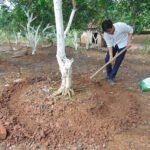 Bón Lót Phân Hữu Cơ: Nền Tảng Giúp Cây Phát Triển Bền Vững