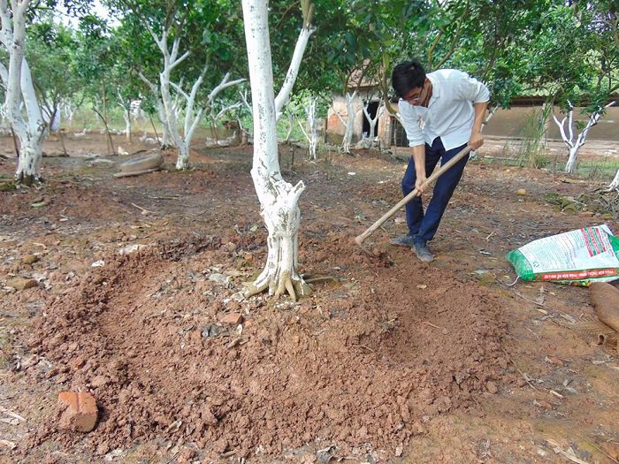 Bón Lót Phân Hữu Cơ: Nền Tảng Giúp Cây Phát Triển Bền Vững