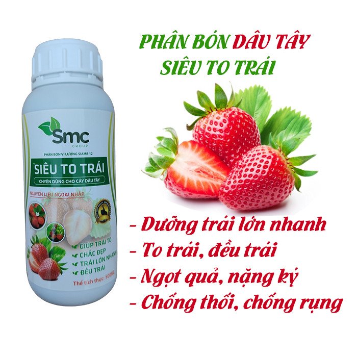 PHÂN BÓN DÂU TÂY SIÊU TO TRÁI 500ML, DƯỠNG TRÁI LỚN NHANH, QUẢ TO NẶNG KÝ, BÓNG TRÁI, ĐẸP TRÁI chính hãng SKU 26054399282