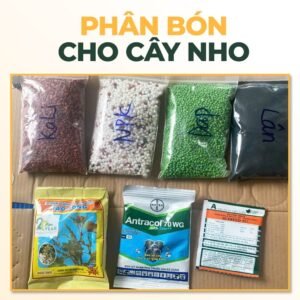 PHÂN BÓN CHO CÂY NHO - KÈM HƯỚNG DẪN chính hãng SKU 28463715910