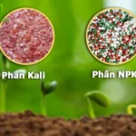 Bón Kali Cho Hoa Giấy Giúp Hoa Nở Rực Rỡ, Màu Đậm Và Lâu Tàn