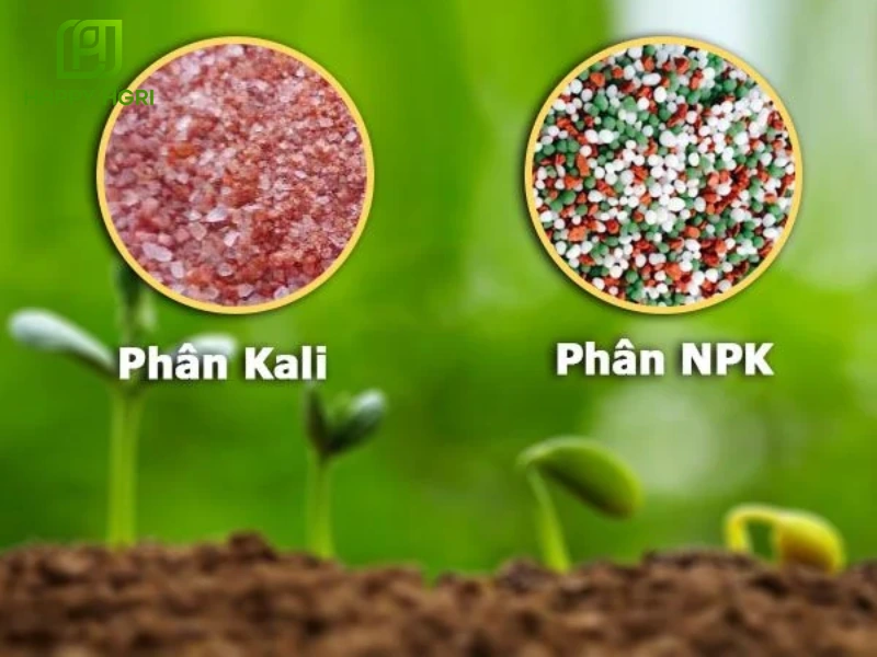 Bón Kali Cho Hoa Giấy Giúp Hoa Nở Rực Rỡ, Màu Đậm Và Lâu Tàn