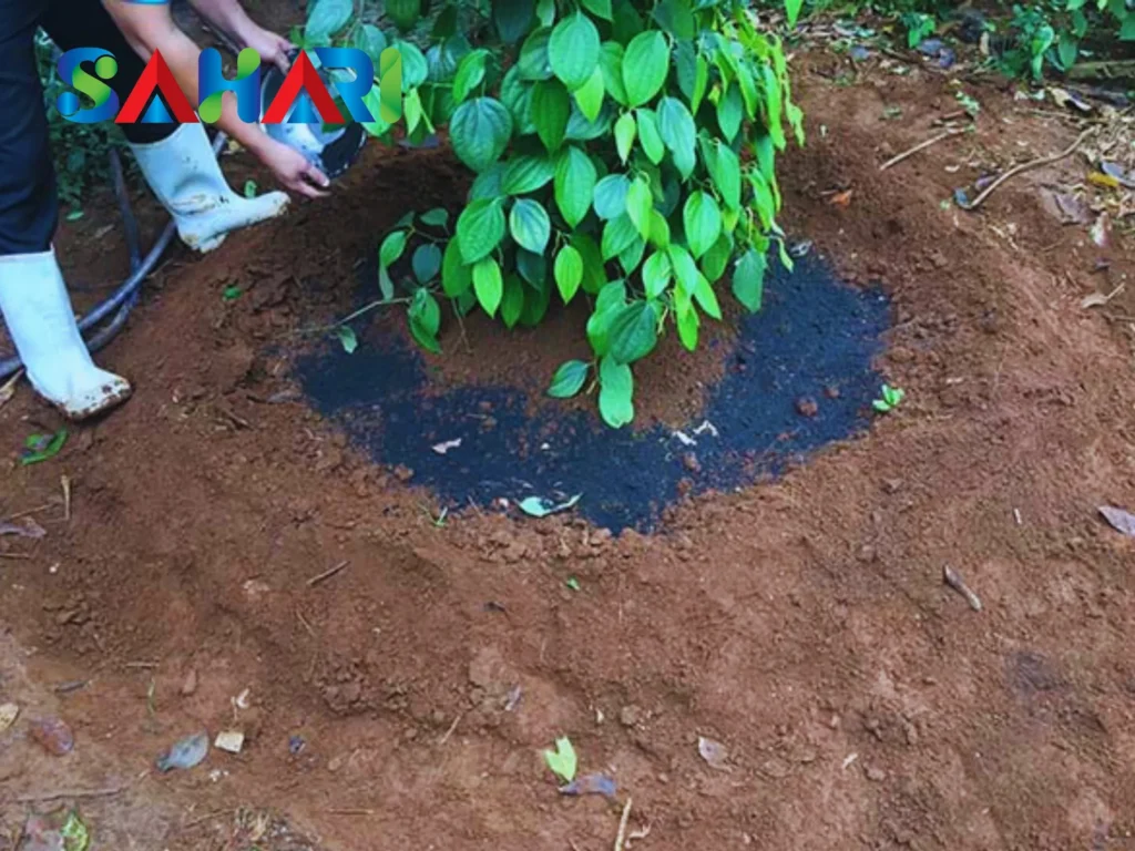 Bón Kali Cho Cây Tiêu: Bí Quyết Giúp Hồ Tiêu Sai Trái, Chắc Hạt, Năng Suất Cao