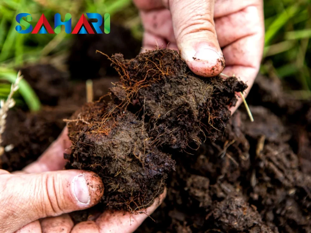 Bón Phân Cho Bưởi Đúng Cách Giúp Cây Khỏe, Trái To, Ngọt Nước