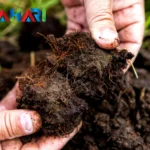 Bón Phân Cho Bưởi Đúng Cách Giúp Cây Khỏe, Trái To, Ngọt Nước