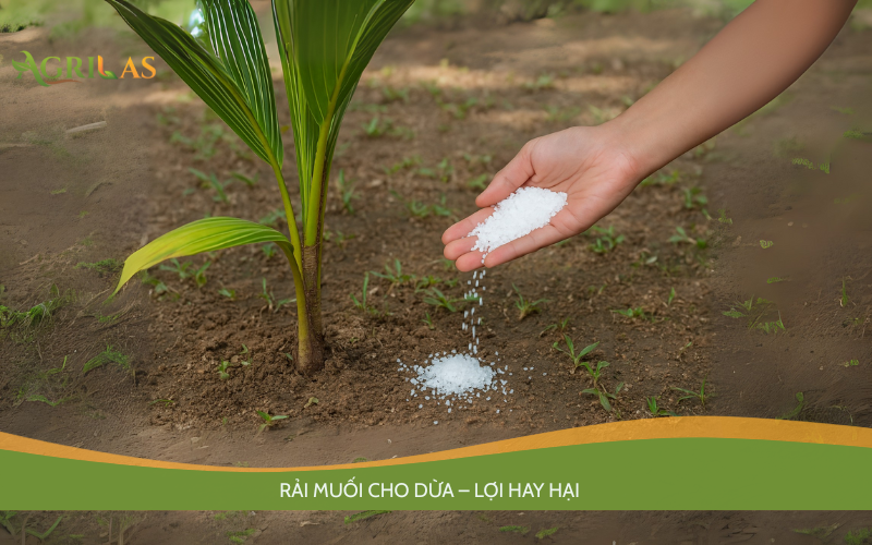 Bón Muối Cho Cây Dừa Có Tốt Không? Cách Bón Muối Giúp Dừa Sai Trái, Khỏe Rễ