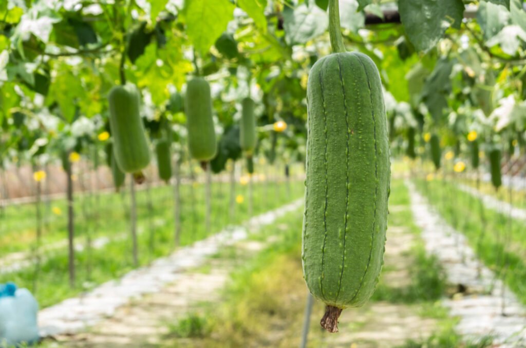 Bón Phân Cho Mướp Sai Quả – Kỹ Thuật Bón Đúng Giúp Mướp Ra Trái Nhiều, Trái To, Ít Rụng