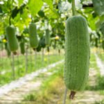 Bón Phân Cho Mướp Sai Quả – Kỹ Thuật Bón Đúng Giúp Mướp Ra Trái Nhiều, Trái To, Ít Rụng