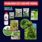 Cách Làm Bón Phân Cho Cây Mới Trồng Khiến Cây Nhanh Bén Rễ, Phát Triển Khỏe Hơn