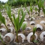 Cách Bón Phân Cho Cây Dừa Đúng Kỹ Thuật Giúp Sai Trái, Năng Suất Cao