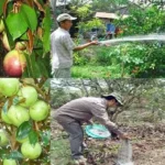 Hướng Dẫn Bón Phân Cho Cây Vú Sữa Trái Ngọt Lịm Màu Đẹp