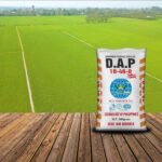 Bón DAP Cho Lúa: Cách Bón Hiệu Quả Giúp Lúa Đẻ Nhánh Mạnh, Tăng Năng Suất