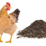 Bón Lông Gà Cho Cây: Cách Ủ – Cách Dùng Hiệu Quả Giúp Cây Xanh Tốt, Ra Rễ Mạnh