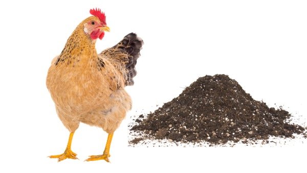 Bón Lông Gà Cho Cây: Cách Ủ – Cách Dùng Hiệu Quả Giúp Cây Xanh Tốt, Ra Rễ Mạnh