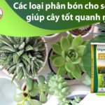 Bón NPK Cho Sen Đá Đúng Cách – Giúp Cây Khỏe, Lên Màu Đẹp, Không Bị Úng cách bón phân cho sen đá