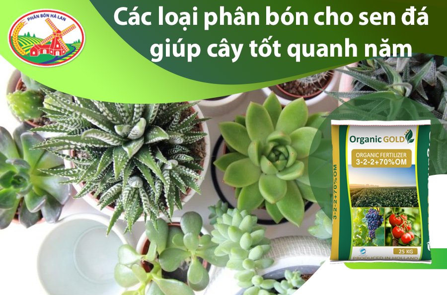 Bón NPK Cho Sen Đá Đúng Cách – Giúp Cây Khỏe, Lên Màu Đẹp, Không Bị Úng cách bón phân cho sen đá