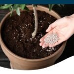 Cách Bón Phân Cho Cây Cảnh Trong Chậu Giúp Cây Xanh Tốt, Ra Hoa Đẹp Quanh Năm