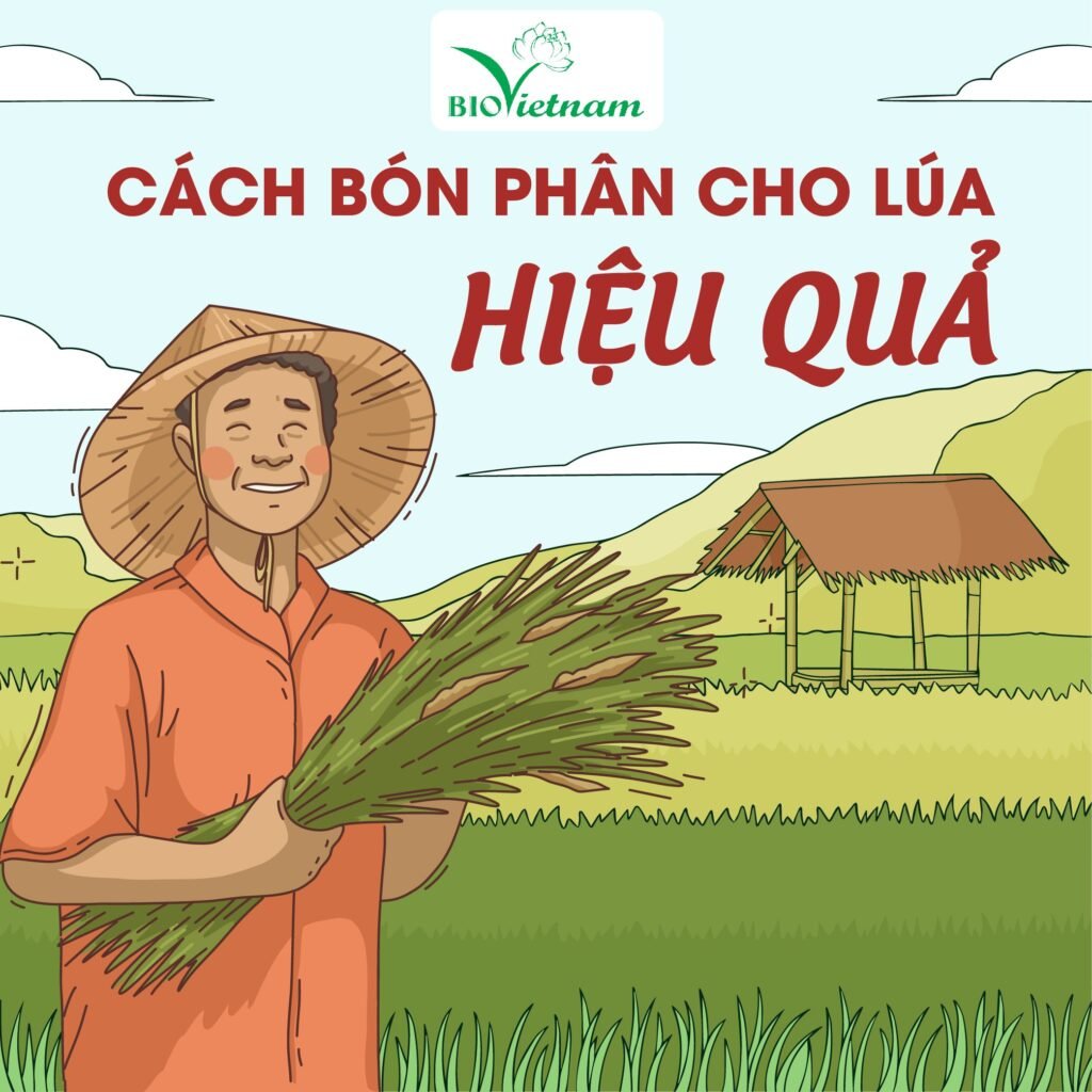 Bón Lót Cho Lúa Đâu Là Giải Pháp Hiệu Quả Nâng Cao Sản Lượng Đáng Kể