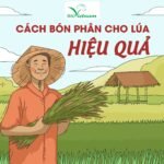 Bón Lót Cho Lúa Đâu Là Giải Pháp Hiệu Quả Nâng Cao Sản Lượng Đáng Kể
