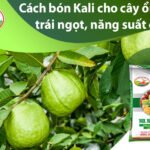 Bón phân cho cây ổi đúng cách: Kỹ thuật giúp ổi sai trái, ngọt giòn quanh năm