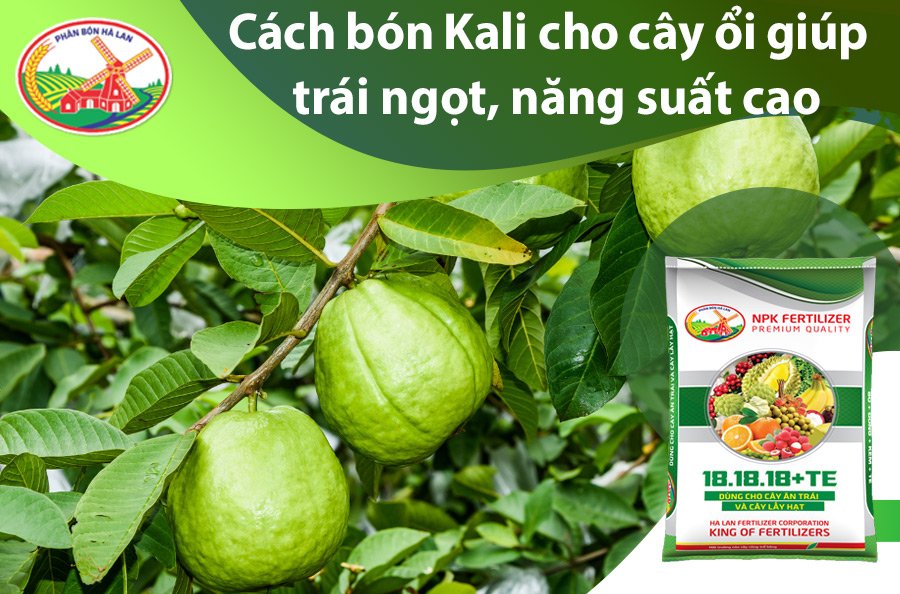 Bón phân cho cây ổi đúng cách: Kỹ thuật giúp ổi sai trái, ngọt giòn quanh năm