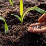 Bón Lót Cho Cây Ngô Đúng Cách Giúp Cây Khỏe, Tăng Năng Suất Ngay Từ Đầu Vụ