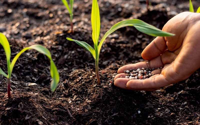 Bón Lót Cho Cây Ngô Đúng Cách Giúp Cây Khỏe, Tăng Năng Suất Ngay Từ Đầu Vụ