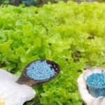 Bón Phân Cho Rau Đúng Cách: Bí Quyết Giúp Rau Xanh Tốt, Năng Suất Cao, An Toàn
