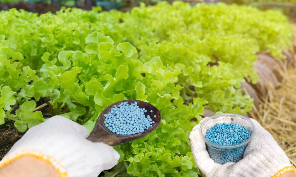 Bón Phân Cho Rau Đúng Cách: Bí Quyết Giúp Rau Xanh Tốt, Năng Suất Cao, An Toàn