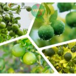 Bón Phân Cho Cây Chanh Đúng Cách Giúp Cây Sai Trái, Ít Bệnh