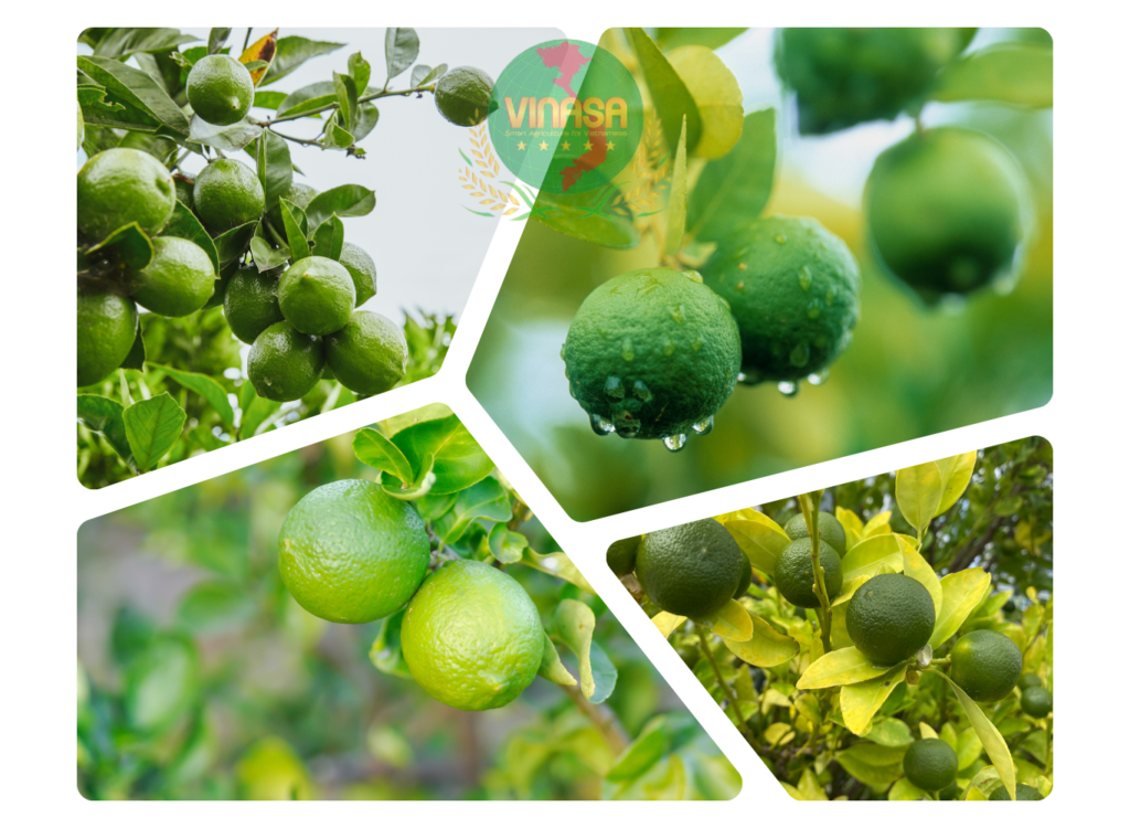 Bón Phân Cho Cây Chanh Đúng Cách Giúp Cây Sai Trái, Ít Bệnh