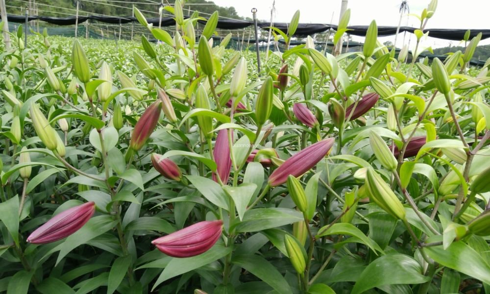 Bón Phân Cho Hoa Ly Đúng Kỹ Thuật Giúp Cây Khỏe, Hoa To, Màu Đẹp, Nở Đúng Vụ