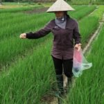 Bón Phân Cho Hành Đúng Cách – Bí Quyết Giúp Hành Lá Xanh, Củ To, Năng Suất Cao